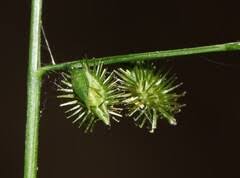 Image result for Pseudechinolaena polystachya