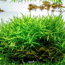 Image result for Heteranthera