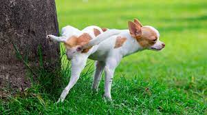 Dog S Urine Smells Like Ammonia Here S Why