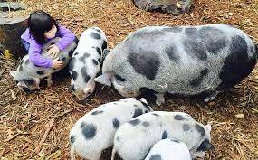 Check spelling or type a new query. Best Seattle Area Farms And Petting Zoos For Springtime Fun With Kids Parentmap
