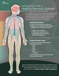 The nervous system consists of the brain, spinal cord, sensory organs, and all of the nerves that connect these organs with the rest of the body. Chiropractor Peoria The Importance Of A Healthy Nervous System