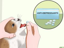 منع ذكر القط من الرش Wikihow