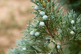 Juniper tree grows in arizona desert in the american southwest. 12 Species Of Juniper Trees And Shrubs