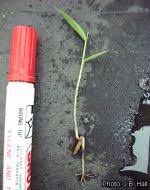 Image result for Oxytenanthera abyssinica