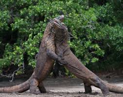 Komodo Dragons In Rinca Komodo Dragon Komodo Scary Animals