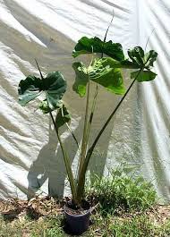 Alocasia Macrorrhizos Stingray C Bruce Dunstan In 2020 Indoor Plants Names Planting Flowers Alocasia Plant
