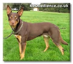 kelpie dog breed profile size weight temperament coat