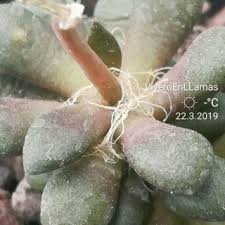 Image result for Anacampseros subnuda