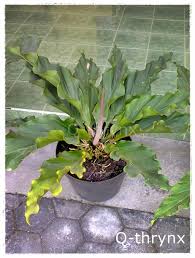 Halaman ini memuat kumpulan nama latin bunga dan tanaman hias. 10 Tanaman Hias Gelombang Cinta