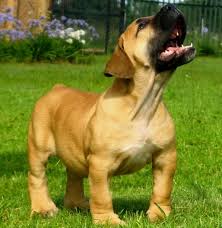 Black Boerboel Puppies For Sale In Cape Town Our Next Dog Will Definatly Be A South African Boerboel Beautiful African Boerboel Dogs South African Mastiff