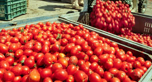Dal 1925 la famiglia petti ha fatto del pomodoro il protagonista indiscusso dell'attività dell'azienda, tramandando di generazione in generazione una. Falso Pomodoro 100 Italiano Sequestrate 4 477 Tonnellate Toscana Ansa It