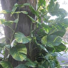 Giant Philodendron Giant Golden Pothos Vine Large Tropical Leaf Vine Pothos Vine Philodendron Garden Vines