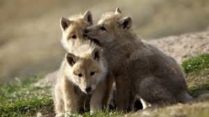Arctic wolf with cute pup. Bbc Two Snow Wolf Family And Me In Pictures Snow Wolf Family And Me