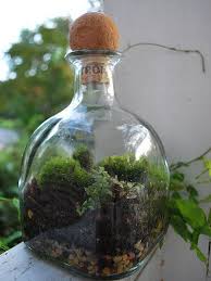 Patron Bottle Terrarium Bottle Terrarium Patron Bottle Terrarium