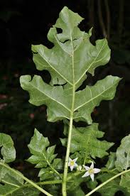 Image result for Solanum capsicoides