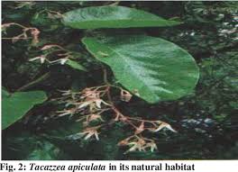 Image result for Tacazzea