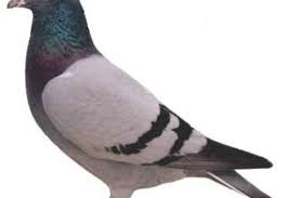 Pigeon racing in tulsa, oklahoma : Building Consistency Pretzel Breeding Part 3 Of 6 Winning Pigeon Racing And Racing Pigeons Strategies Pigeon Insider