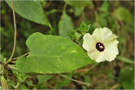 Image result for Hewittia