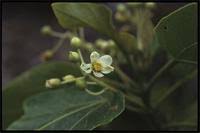 Image result for Carpodiptera africana