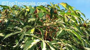 Image result for Manihot esculenta