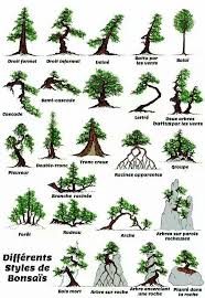 Check spelling or type a new query. Differents Styles De Bonsais World Of Flowers Bonsai Tree Bonsai Tree Types Indoor Bonsai Tree