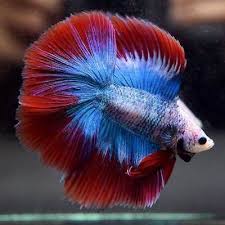 Splitting upper and bottom tails. Live Betta Fish Sky Blue Red Banding Double Tail Dthm Male 495 Betta Fish Betta Siamese Fighting Fish