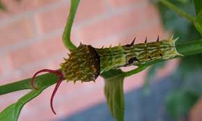 Identifying Australian Caterpillars