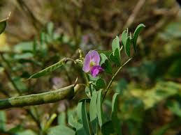 Image result for Tephrosia purpurea