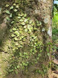 Image result for Pyrrosia