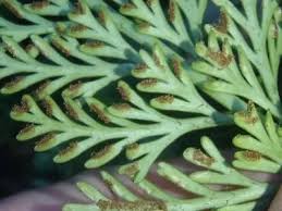 Image result for Asplenium rutifolium