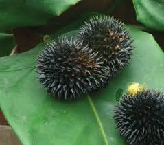 Image result for Hypselodelphys scandens