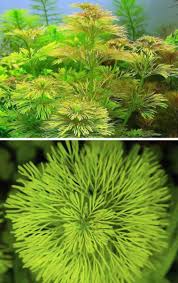 Image result for Limnophila fluviatilis