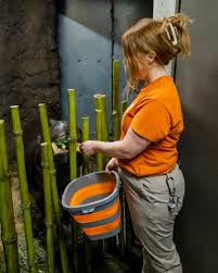 Meet Stacy, a woman in STEM, and senior Zookeeper! ❓ Who is your favorite  JBZ animal? 💬 Penelope, the pygmy hippo. ❓ How did you gain an interest in  STEM? 💬 I