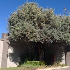 Image result for Buddleja saligna