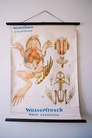 Original Zoological Vintage German School Wall Chart