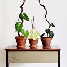 Climbing Philodendrons For Philodendronfriday P Verrucosum P Scandens Neon And A Juvenile P Melanochrysum Zimmerpflanzen Zimmerpflanzen Ideen Pflanzen Dekor