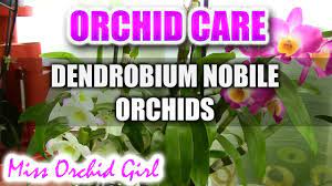 Orchid Care How To Care For Dendrobium Nobile Orchids Watering Fertilizing Reblooming Youtube
