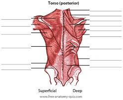 This video is about muscles of the torso. Posterior Torso Muscle Labeling Diagram Quizlet