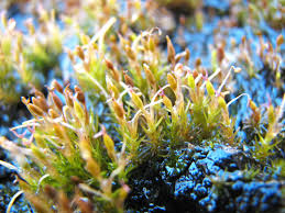 Image result for Podostemaceae