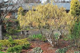 Harry Lauder S Walking Stick In Bloom Winter Plants Plants Landscaping Plants
