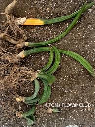 Image result for Sansevieria sinus-simiorum