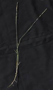 Image result for Eragrostis sarmentosa