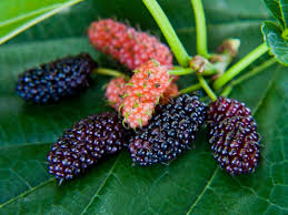 If there are particular varieties that you would recommend that work for the berry bushes, i am open to recommendations on those as well. Fruit Drop In Mulberry Trees Fixing Ripe And Premature Fruit Drop Of Mulberries