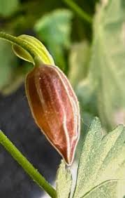 Image result for foto moud Forsterův