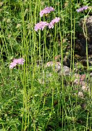 Image result for Scabiosa drakensbergensis