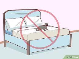 How To Get Cat Urine Out Of A Mattress (With Pictures) - Wikihow