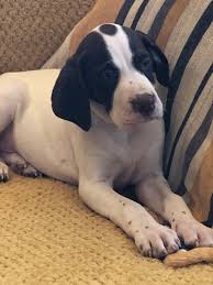 Reserve your pup today with a $200 deposit: English Pointer Puppies Ready Now Crewe Cheshire Pets4homes