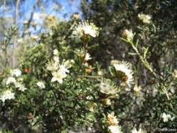 Image result for Impatiens hochstetteri