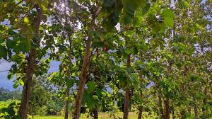 Image result for Tectona