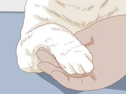 So try a few and find one that you're most comfortable handling with or you can even just try nail file or an emery board so just gently filing away at that nail. How To Trim Your Cat S Nails With Pictures Wikihow